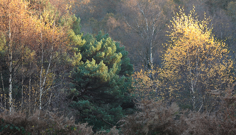Autumn Golden Birch, Culverley 5
